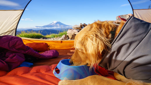 Tips For Summer Pet Safety