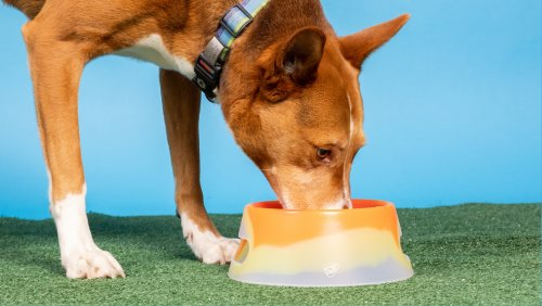 Why Silipint Aqua-Fur Dog Bowls Are the Best Choice for Your Pet