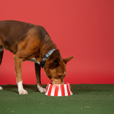 Celebrate National Pet Day 🐾