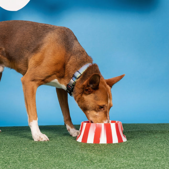 Silipint Silicone Candy Cane Collection Foldable Aqua-Fur Dog Bowl
